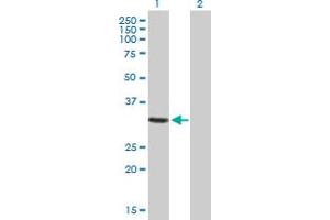 Western Blot analysis of GIMAP5 expression in transfected 293T cell line by GIMAP5 MaxPab polyclonal antibody.