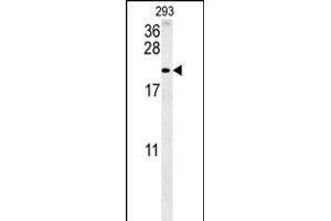 TAC1 Antibody (C-term) (ABIN652053 and ABIN2840522) western blot analysis in 293 cell line lysates (35 μg/lane). (TAC1 anticorps  (C-Term))