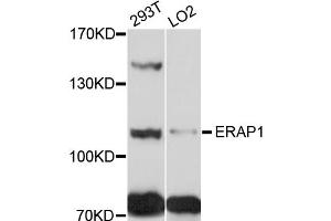 Western blot analysis of extracts of various cell lines, using ERAP1 antibody (ABIN4903594) at 1:1000 dilution. (ERAP1 anticorps)