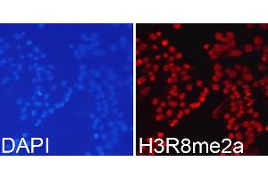 Immunofluorescence analysis of 293T cells using Asymmetric DiMethyl-Histone H3-R8 antibody (ABIN3017485, ABIN3017486, ABIN3017487 and ABIN6220109). (Histone 3 anticorps  (H3R8me2))