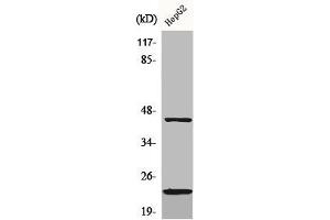Western Blot analysis of HepG2 cells using CD83 Polyclonal Antibody (CD83 anticorps  (Internal Region))