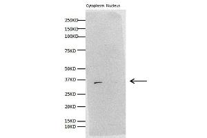 WB Image Sample (30 ug of whole cell lysate) A: H1299 B: Hela 10% SDS PAGE antibody diluted at 1:1000 (Prohibitin 2 anticorps)