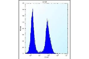 LGALS4 Antibody (N-term) (ABIN656325 and ABIN2845624) flow cytometric analysis of Jurkat cells (right histogram) compared to a negative control cell (left histogram).