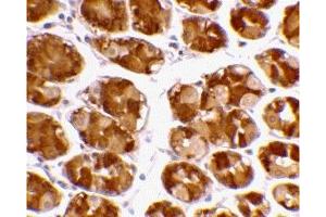 Immunohistochemistry (IHC) image for anti-Tripartite Motif Containing 5 (TRIM5) (Middle Region 1) antibody (ABIN1031194) (TRIM5 anticorps  (Middle Region 1))