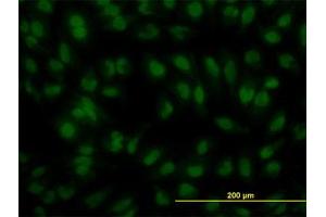 Image no. 4 for anti-Interferon Regulatory Factor 2 (IRF2) (AA 216-316) antibody (ABIN598766) (IRF2 anticorps  (AA 216-316))
