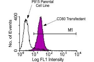 Flow Cytometry (FACS) image for anti-CD80 (CD80) antibody (FITC) (ABIN371005) (CD80 anticorps  (FITC))