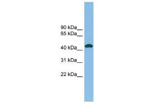 WB Suggested Anti-NODAL Antibody Titration: 0. (Nodal anticorps  (Middle Region))