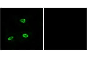 Immunofluorescence (IF) image for anti-Olfactory Receptor, Family 52, Subfamily N, Member 1 (OR52N1) (AA 269-318) antibody (ABIN2891128) (OR52N1 anticorps  (AA 269-318))