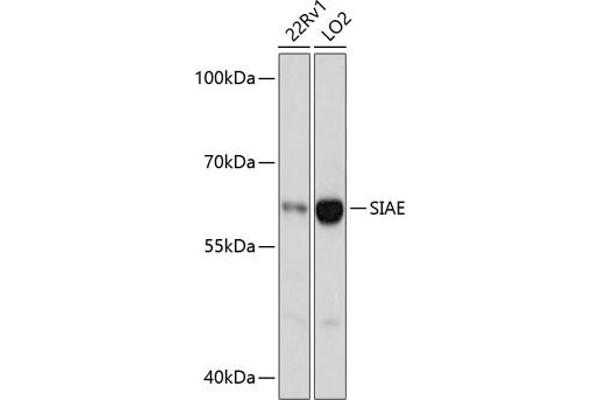 SIAE Antikörper  (AA 270-450)