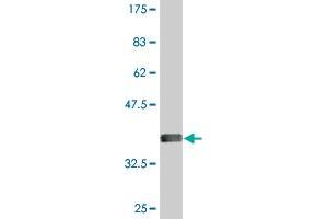 Western Blot detection against Immunogen (36.