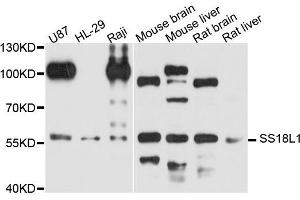 Western blot analysis of extract of various cells, using SS18L1 antibody. (SS18L1 anticorps)