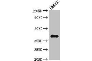 Western Blot Positive WB detected in: HEK293 whole cell lysate All lanes: DHRS13 antibody at 4 μg/mL Secondary Goat polyclonal to rabbit IgG at 1/50000 dilution Predicted band size: 41, 36, 33 kDa Observed band size: 41 kDa (DHRS13 anticorps  (AA 1-327))