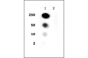 Histone H2A/H4 phospho Ser1 pAb tested by dot blot analysis. (Histone H2A, H4 (pSer1) anticorps)