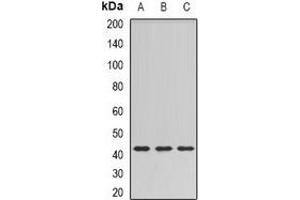 Western blot analysis of SULT2B1 expression in HT29 (A), mouse brain (B), rat brain (C) whole cell lysates. (SULT2B1 anticorps)