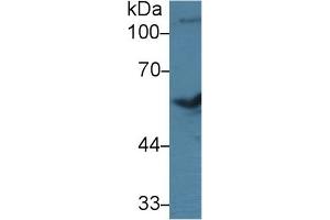 Detection of BMP7 in Bovine Cerebrum lysate using Polyclonal Antibody to Bone Morphogenetic Protein 7 (BMP7) (BMP7 anticorps  (AA 123-393))