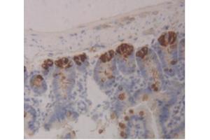 IHC-P analysis of Mouse Intestine Tissue, with DAB staining. (ITLN1/Omentin anticorps  (AA 28-270))