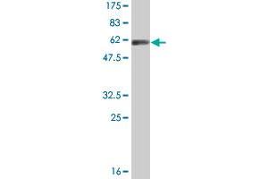 Western Blot detection against Immunogen (54.