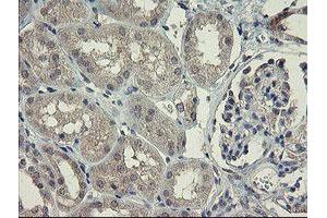 Immunohistochemistry (IHC) image for anti-rho GTPase Activating Protein 2 (ARHGAP2) antibody (ABIN1499627) (CHN1 anticorps)