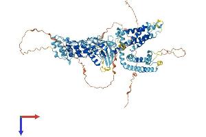 AlphaFold protein structure predicition of Human Recombinant TRPV1 Protein, UniprotID Q8NER1