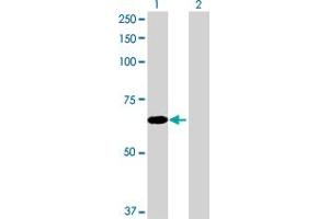 Western Blot analysis of EFHB expression in transfected 293T cell line by EFHB MaxPab polyclonal antibody. (EFHB anticorps  (AA 1-669))