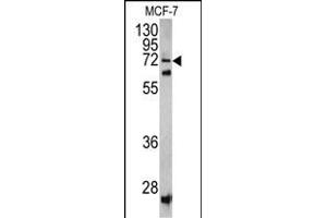 Western blot analysis of SCFD1 antibody (C-term) (ABIN390619 and ABIN2840927) in MCF-7 cell line lysates (35 μg/lane). (SCFD1 anticorps  (C-Term))