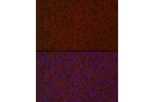 Immunofluorescence analysis of rat liver cells using LRG1 Rabbit pAb (ABIN6130528, ABIN6143317, ABIN6143318 and ABIN6223826) at dilution of 1:100 (40x lens).