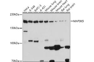 Western blot analysis of extracts of various cell lines, using MK5 antibody (ABIN6134226, ABIN6143499, ABIN6143501 and ABIN6216092) at 1:1000 dilution. (ASK1 anticorps  (C-Term))