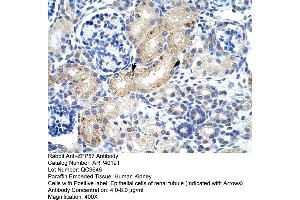 Human kidney (ZFP57 anticorps  (N-Term))