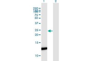 Western Blot analysis of FABP7 expression in transfected 293T cell line by FABP7 monoclonal antibody (M06), clone 1H8.