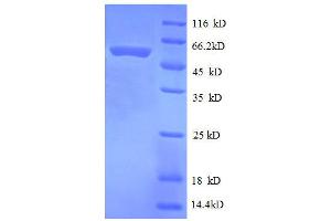 30S Ribosomal Protein S2 (AA 2-241), (full length) protein (GST tag)