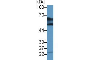 Western Blot; Sample: Bovine Kidney lysate; Primary Ab: 2µg/ml Rabbit Anti-Human DDC Antibody Second Ab: 0. (DDC anticorps  (AA 200-420))