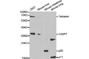 Western blot analysis of extracts of various cell lines, using CASP7 antibody. (Caspase 7 anticorps)