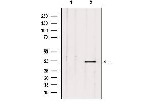 Western blot analysis of extracts from mouse brain, using PLSCR2 Antibody. (PLSCR2 anticorps  (Internal Region))