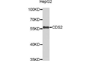 Western blot analysis of extracts of HepG2 cells, using CDS2 antibody. (CDS2 anticorps)