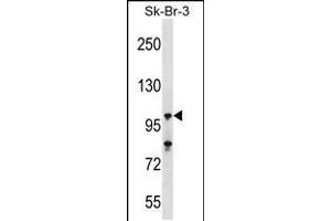 Western blot analysis in SK-BR-3 cell line lysates (35ug/lane). (USP16 anticorps  (N-Term))
