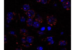 Indirect immunostaing of a PFA fixed paraffin embedded mouse brain section (dilution 1 : 200; red). (Golgin B1 (GOLGB1) (AA 1-427) anticorps)