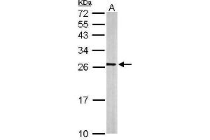 WB Image Sample (50 ug of whole cell lysate) A: mouse brain 12% SDS PAGE antibody diluted at 1:500