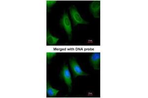 ICC/IF Image Immunofluorescence analysis of paraformaldehyde-fixed HeLa, using HACL1, antibody at 1:200 dilution.