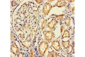 Immunohistochemistry of paraffin-embedded human kidney tissue using ABIN7165645 at dilution of 1:100