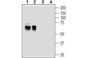 Western blot analysis of rat brain membranes (lanes 1 and 3) and mouse brain lysates (lanes 2 and 4):1-2.