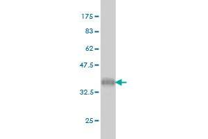 Western Blot detection against Immunogen (36.