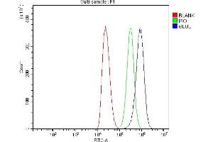 Flow Cytometry analysis of THP-1 cells using anti-GLUL antibody (ABIN7602403). (GLUL anticorps  (AA 74-373))