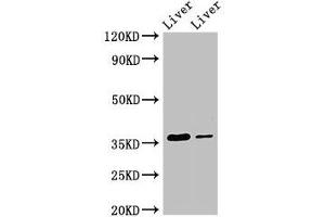 Western Blot Positive WB detected in: Rat liver tissue, Mouse liver tissue All lanes: GRHPR antibody at 3. (GRHPR anticorps  (AA 1-328))