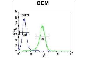 NXPH4 Antibody (C-term) (ABIN655131 and ABIN2844758) flow cytometric analysis of CEM cells (right histogram) compared to a negative control cell (left histogram). (Neurexophilin 4 anticorps  (C-Term))