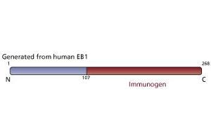 Image no. 3 for anti-Ankyrin Repeat and Sterile alpha Motif Domain Containing 1B (ANKS1B) (AA 107-268) antibody (ABIN968022)