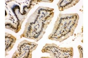 IHC testing of FFPE mouse intestine with EIF3A antibody. (EIF6 anticorps  (AA 66-210))