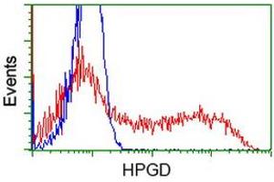 Image no. 1 for anti-Hydroxyprostaglandin Dehydrogenase 15-(NAD) (HPGD) antibody (ABIN1496364) (HPGD anticorps)