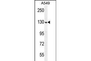 RPGR Antibody (C-term) (ABIN656160 and ABIN2845491) western blot analysis in A549 cell line lysates (35 μg/lane). (RPGR anticorps  (AA 744-772))