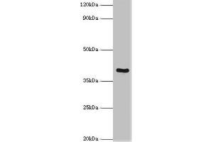 Western blot All lanes: Tumor necrosis factor receptor superfamily member 10D antibody at 2 μg/mL + Mouse liver tissue Secondary Goat polyclonal to rabbit IgG at 1/10000 dilution Predicted band size: 42 kDa Observed band size: 42 kDa