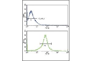 Flow cytometric analysis of MCF-7 cells using P14 Antibody (N-term) (bottom histogram) compared to a negative control (top histogram). (MMP14 anticorps  (N-Term))